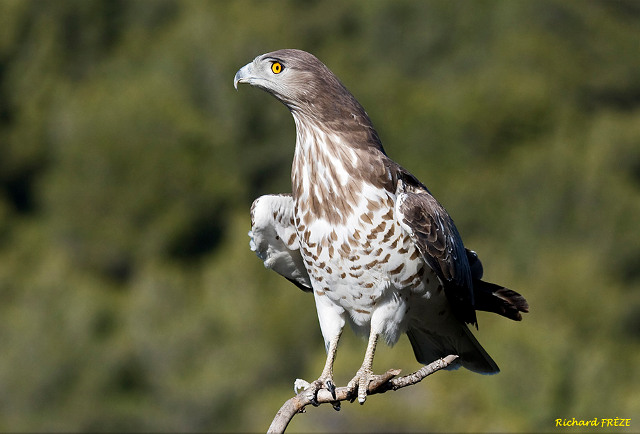 Short-toed Eagle. Richard Frèze. Photo of 2009