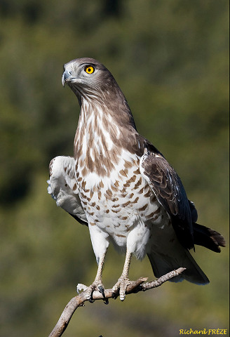 Short-toed Eagle. Richard Frèze. Photo of 2009
