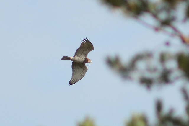 Short-toed Eagle. Kiev Region. August 2008. Photo 9