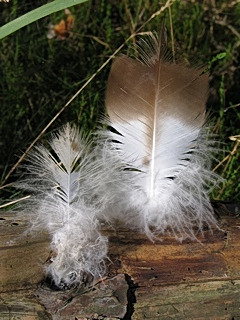 Different feathers