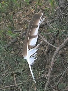 Feather under perch