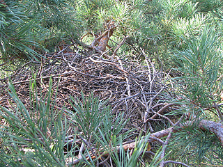 Old nest