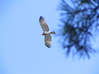 Young in flight