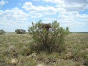 Short-toed Eagle nest in Eastern Kazakhstan