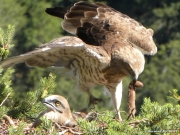 Short-toed Eagle (Circaetus gallicus) / by JOUBERT B. 2009