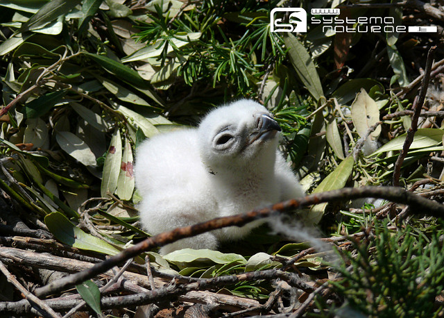 The first Short-toed Eagle chick in 2010