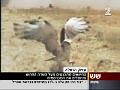 Amir Balaban on TV about the aggregation of Short-toed Eagles