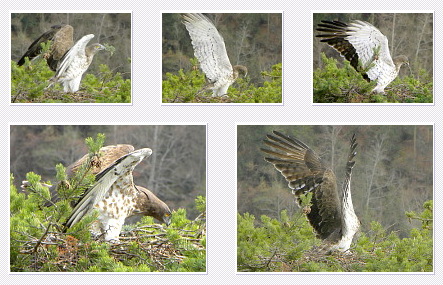 Short-toed Eagle. Bernard Joubert. 2010