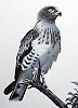 Circaetus gallicus. Picture. www.birdingart.com