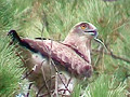 Short-toed Eagle. Frame 1