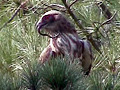 Short-toed Eagle. Frame 2