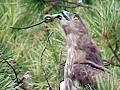 Short-toed Eagle. Frame 3