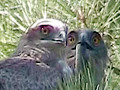 Short-toed Eagle. Frame 4