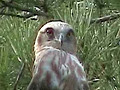 Short-toed Eagle. Frame 5