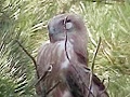 Short-toed Eagle. Frame 6
