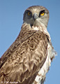 Short-toed Eagle. Fotodigiscoping search results for Circaetus gallicus