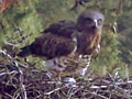 April 3 : the Short-toed Eagle female is laying the egg
