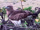 Live broadcast from Short-toed Eagle nest