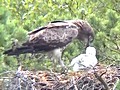 Short-toed Eagle feeding its chick in the nest. Video by Vladimir Ivanovski