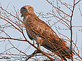 Search results for Short-toed Snake Eagle