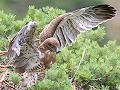 Short-toed Eagle (CIRCAETUS GALLICUS) / by MALAFOSSE JP. 2008