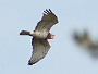Short-toed Eagle. Kiev Region. August 2008. Photo 9