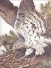 Circaetus gallicus. Picture. www.sokolnictwoijastrzebiarstwo.republika.pl