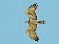 Short-toed Eagle. Photo 5