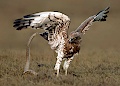 Short-toed Eagle fighting with Rat Snake, by Jamie Smith