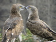 Bernard Joubert, 27.03 : the pair of Short-toed Eagles at their nest : a rare physical contact of partners