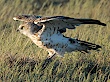 Best photos of Short-toed Eagle on Birds of Northern Eurasia