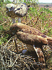 Ritualised behaviour between the female and male Short-toed Snake Eagle / by D. Mori