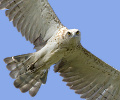 An immature 2cy Short-toed Eagle having the secondaries of the juvenile plumage