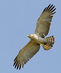The Short-toed Eagle is one of our smaller eagles (Photo: Kris De Rouck)