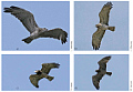 Pictures of the Short-toed Eagle pair taken in 2008, 2010 and 2012 by Lionel Maumary and others