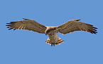 17 years old (18cy) Short-toed Eagle male hunts / by Michel REYNÉ