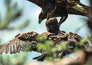 An unique photo: the juvenile Short-toed at the nest and an immature Golden Eagle / by Stéphane Mettaz