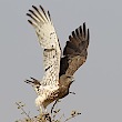 Short-toed Snake Eagle - Circaète Jean-le-Blanc on the WABDaB site