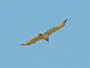 Short-toed Eagle. Northern Ukraine. 2010. Photo 1