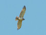 Short-toed Eagle. Northern Ukraine. 2010. Photo 2