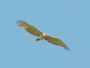 Short-toed Eagle. Northern Ukraine. 2010. Photo 3