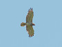Short-toed Eagle. Northern Ukraine. 2010. Photo 4