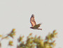 Short-toed Eagle. Northern Ukraine. 2010. Photo 5