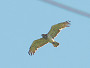Short-toed Eagle. Northern Ukraine. 2010. Photo 6