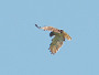 Short-toed Eagle. Northern Ukraine. 2010. Photo 7