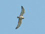 Short-toed Eagle. Northern Ukraine. 2010. Photo 8