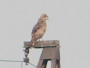 Short-toed Eagle. Northern Ukraine. 2010. Photo 9