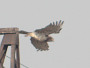 Short-toed Eagle. Northern Ukraine. 2010. Photo 10