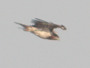 Short-toed Eagle. Northern Ukraine. 2010. Photo 11