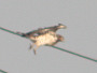 Short-toed Eagle. Northern Ukraine. 2010. Photo 12